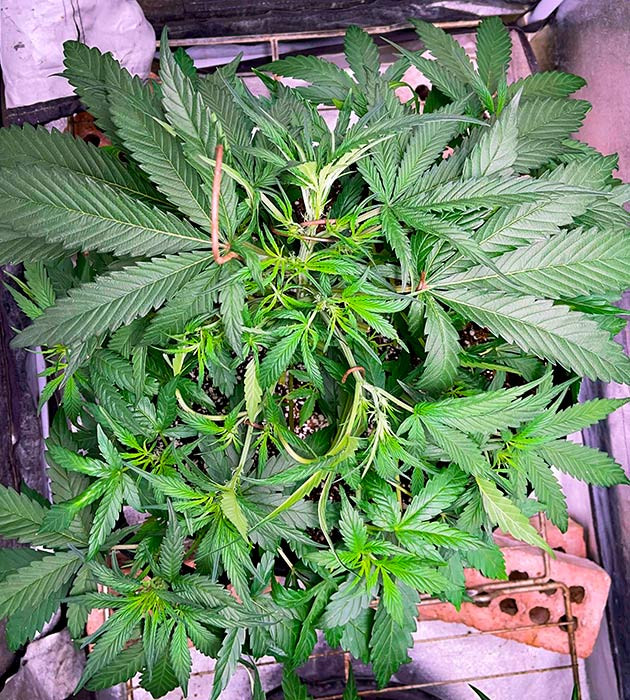 Куст марихуаны Bruce Banner Auto