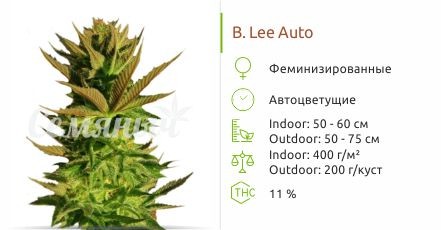 B. Lee Auto от Kannabia Seed Company