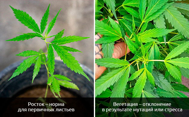 Значение трехпалых листьев