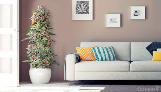 Выращивание конопли дома