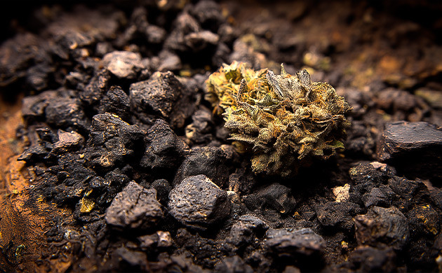 Гуано летучих мышей как удобрение для конопли: азот, фосфор, калий и другие полезные элементы Что такое гуано летучих мышей