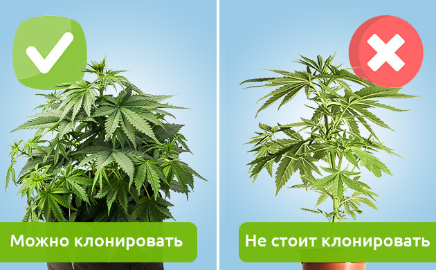 Выбор куста конопли для клонирования