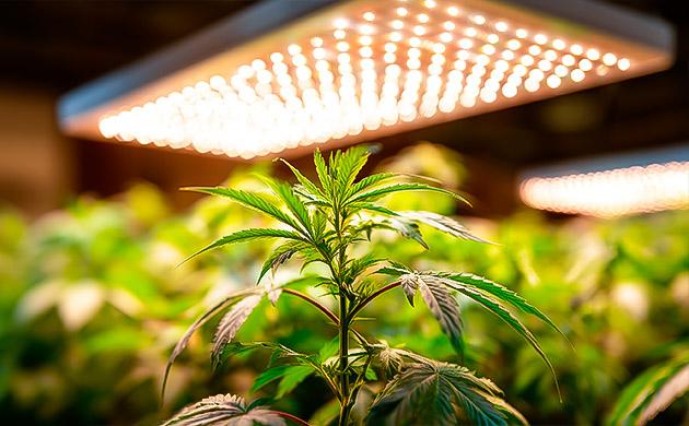 Освещение конопли