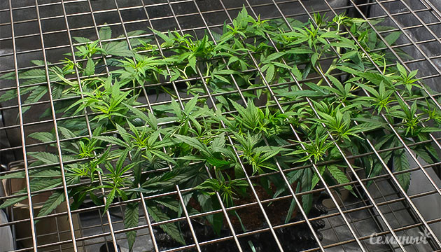 ScrOG и SOG техники гровинга ScrOG и SOG методы выращивания