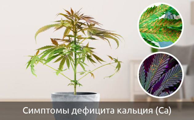 как определить недостаток кальция у конопли