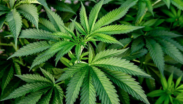 Стадия вегетации марихуаны Вегетация конопли