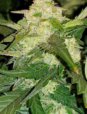 Цветение на 7 неделе Трихомы на шишке