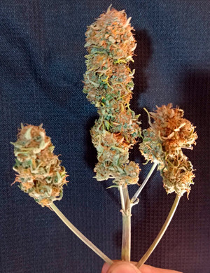 Готовый урожай Собранный урожай