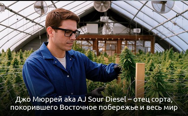 История происхождения сорта конопли