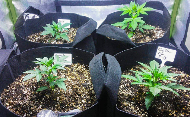 Четыре ростка в гроубоксе