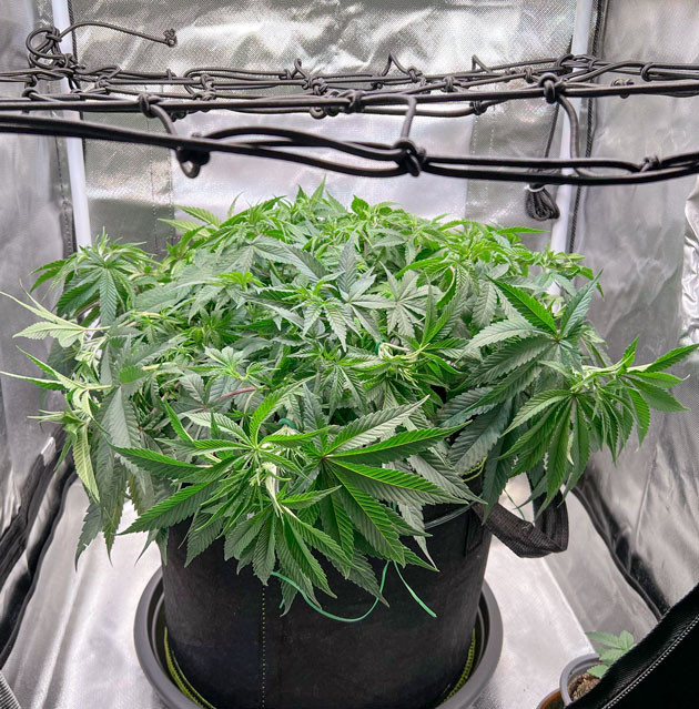 Метод ScrOG 6 неделя выращивания сорта Mimosa Evo