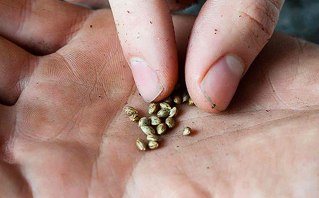 Успех сидбанка Eva Seeds Eva Seeds - работа над семенами конопли