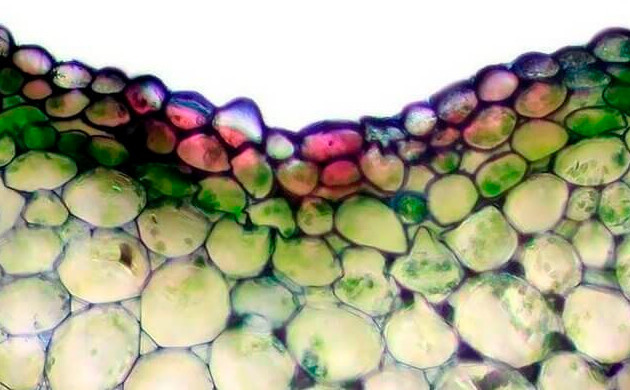 40-кратное увеличение стебля