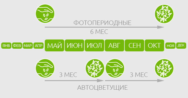 Жизненный цикл фотоцветущей и автоцветущей конопли