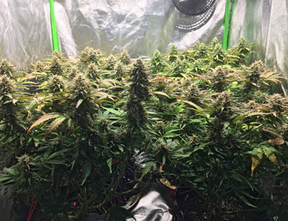 Дефолиация на стадии цветения 8 неделя выращивания Jack 47 Auto