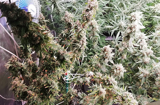 Промывка кустов Подвязка марихуаны