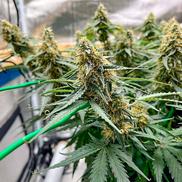 Titan F1 Auto: подготовка к сбору