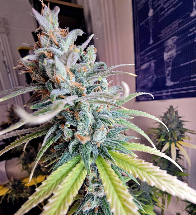 Куст Apple Betty на 10 неделе цветения