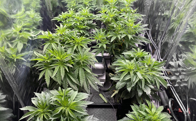 Начало цветения и прибавка листьев