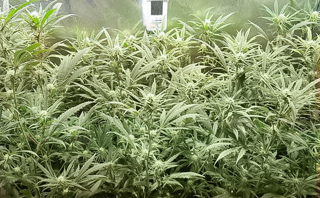 Средний рост кустов 45 см