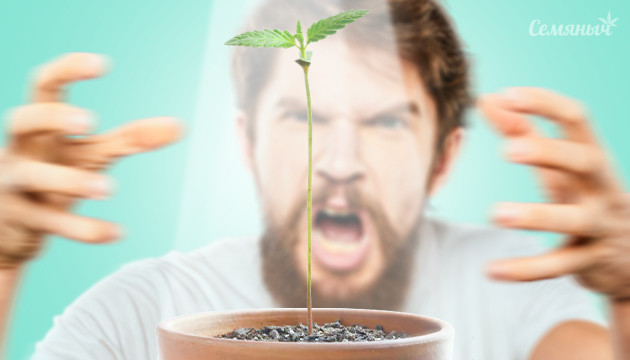 Причины появления длинного и худого стебля