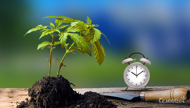 Недостатки выращивания автоцветов