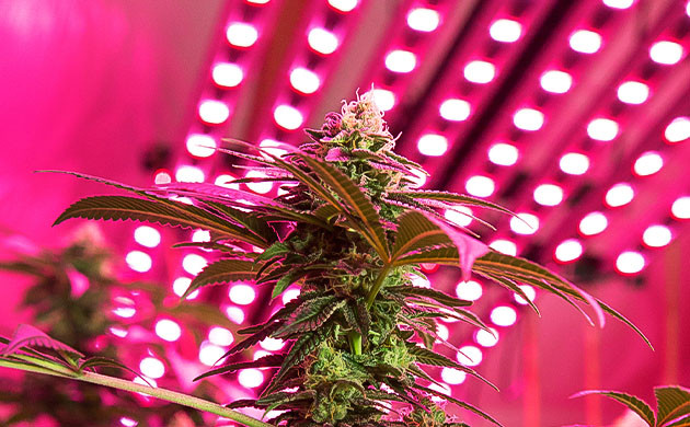 Причины появления белых наростов на марихуане Причины появления белых наростов на конопле