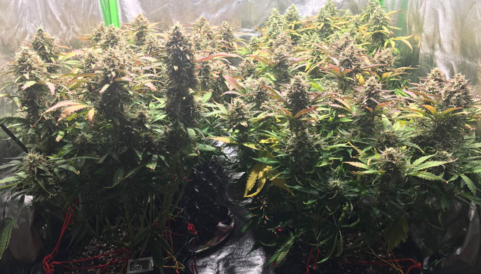 Харвест марихуаны Jack 47 Auto на 9 неделе выращивания Jack 47 Auto перед харвестом
