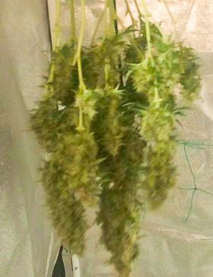 Подсушка ветвей конопли с шишками Вертикальная сушка в гроубоксе