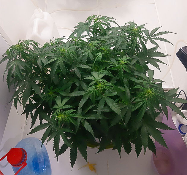 Уход в больнице Bruce Banner Auto