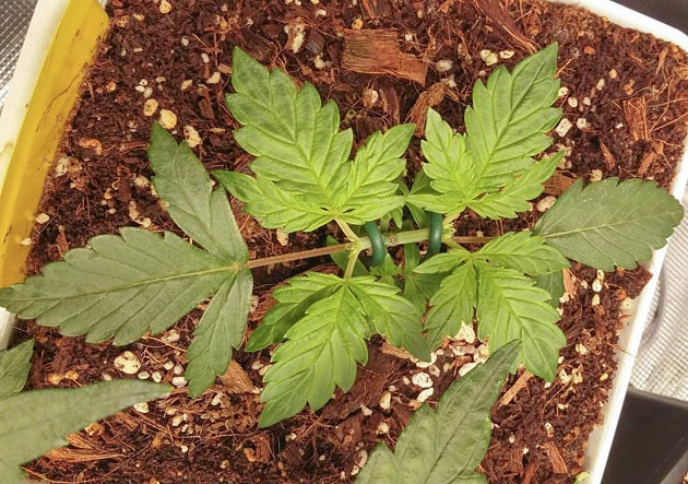 Фиксация веточек конопли по технике Мейн - Лининг Саженец конопли восстановился после топпинга