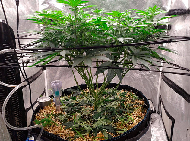 Переключение на 12/12 на 10-11-й неделе развитие куста Blue Gelato 41 на 10-11ой неделе