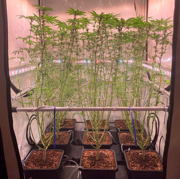 Orange Kush Cake R1 ростом 110 см