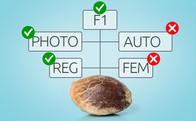 Критерии выбора материнского растения
