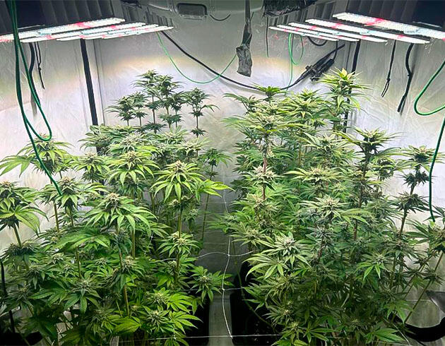 Кусты Persian Pie от Green House Seeds на 9 неделе