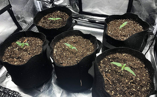 Первая неделя выращивания конопли 5 ростков Chemical Bride