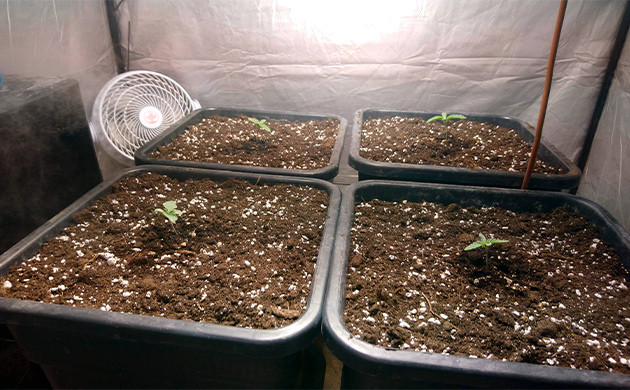 Взошедшие ростки конопли