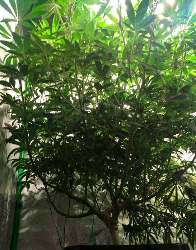 Перемещение в помещение для цветения