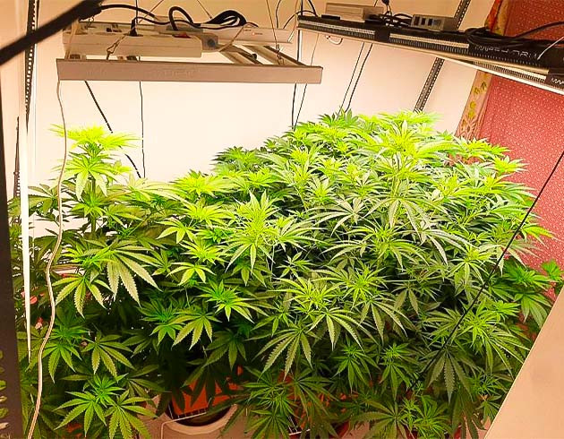 Цветение и полив конопли Кусты Persian Pie от Green House Seeds на 7 неделе