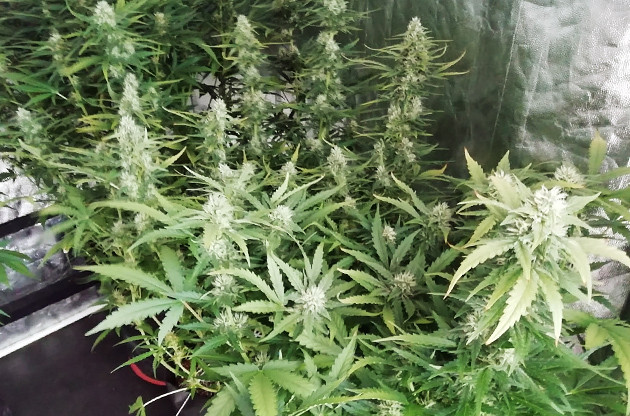 Появление запаха от сорта на 7 неделе выращивания Кусты Т 34 в гроубоксе