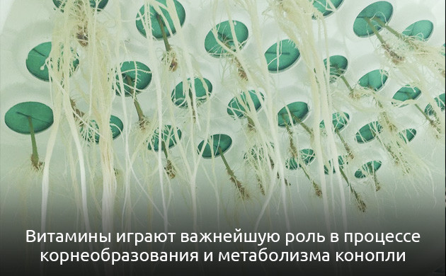 Роль витаминов в росте конопли