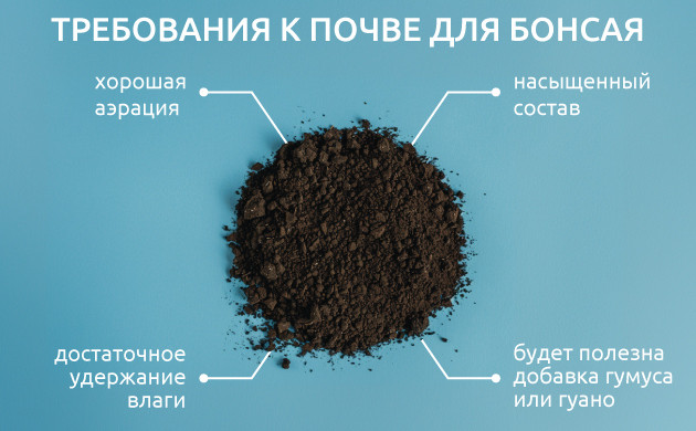 Почва для канна-бонсая: основы Выбор земли для каннабис-бонсай
