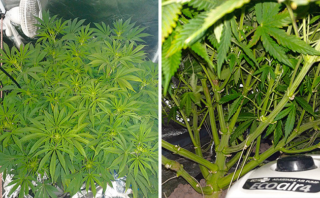 Tutankhamon от Pyramid Seeds цветение