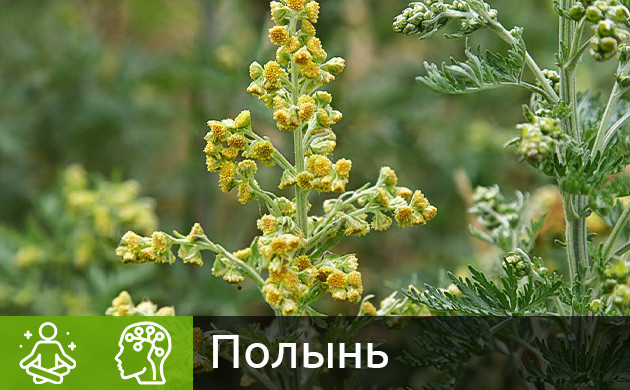 Полынь с коноплей и эйфорический эффект Растение полынь