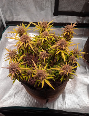 Смена оттенка шишек Куст с пурпурными соцветиями