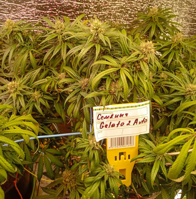 Аромат конопли и включение бокового освещения Куст Gelato 2 Auto на 9 неделе выращивания