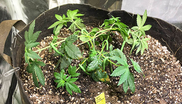 Куст после пересадки и топпинга