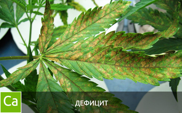 Дефицит фосфора Листья при дефиците кальция