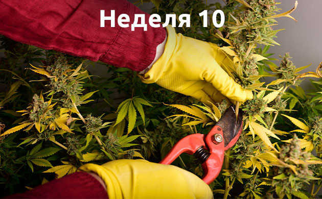 Десятая неделя: Харвест Неделя 10: Харвест