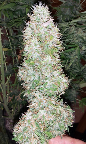 Кола Super Skunk Auto